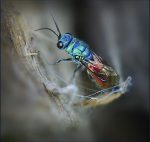 Yvette Maréchal - Chrysis ignata 4
